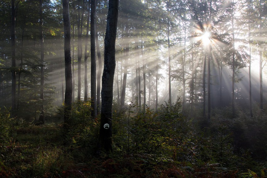 Na drevesnem deblu bel krog z zeleno medvedovo šapo označuje smer vzdržljivostne poti Po medvedovih stopinjah. V ozadju skozi krošnje dreves padajo sončni žarki. 