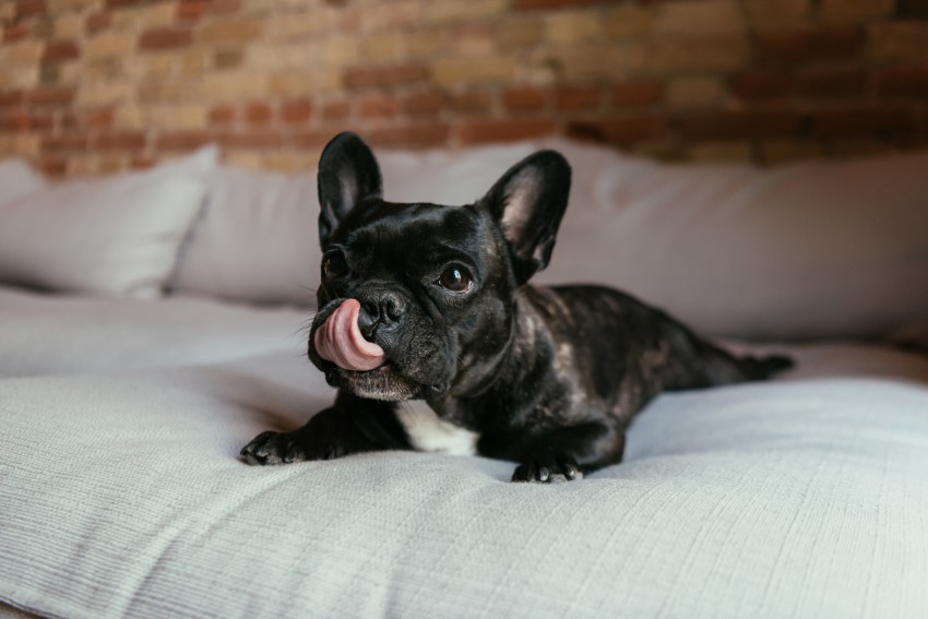 Črn francoski buldog leži na sivi sedežni garnituri in si oblizuje smrček