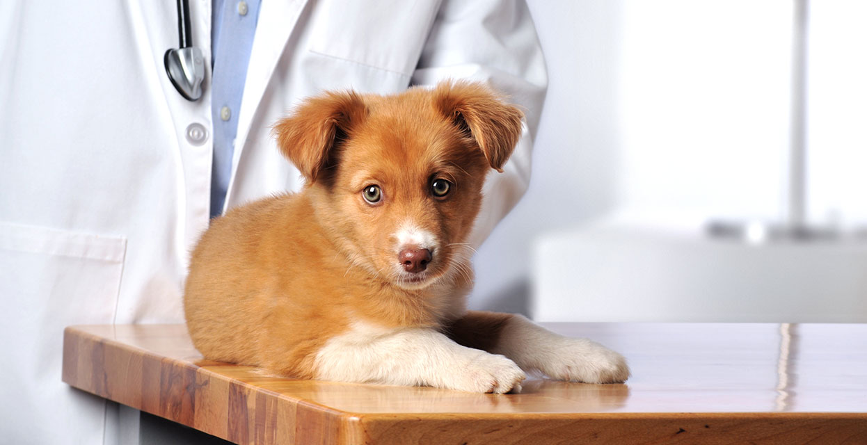 Cene veterinarskih storitev za mladička